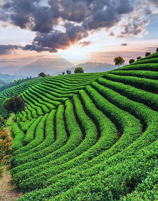 Vẻ đẹp xanh mướt của Đồi Chè Tâm Châu